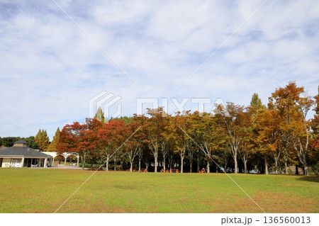 秋の公園 色づく雑木林 秋の公園 色づく雑木林 136560013