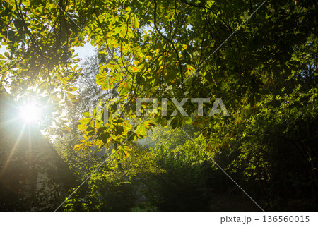 Sunset on a misty morning in Hoogersmilde 136560015