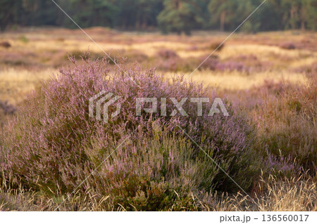 Heather in bloom on the Veluwe in the Netherlands 136560017