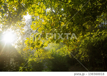 Sunset on a misty morning in Hoogersmilde 136560018