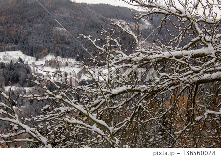 Snow covered apple tree in the orchard on the mountain Snow covered apple tree in the orchard on the mountain 136560028