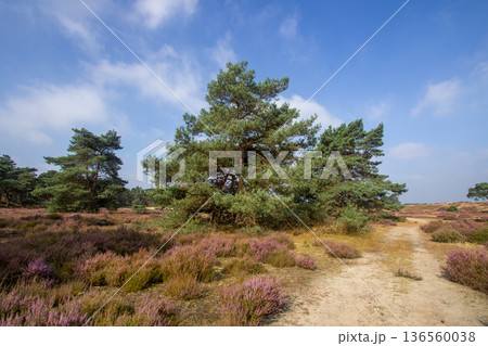 Heather in bloom on the Veluwe in the Netherlands Heather in bloom on the Veluwe in the Netherlands 136560038