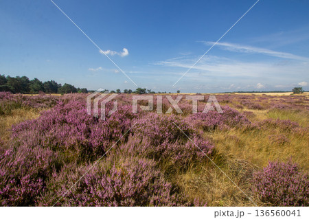 Heather in bloom on the Veluwe in the Netherlands 136560041