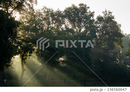 Sunset on a misty morning in Hoogersmilde Sunset on a misty morning in Hoogersmilde 136560047