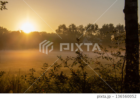 Sunset on an early misty morning shining over the meadow in Hoogersmilde. 136560052