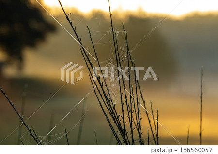 Sunset on an early misty morning shining over the meadow in Hoogersmilde. Sunset on an early misty morning shining over the meadow in Hoogersmilde. 136560057