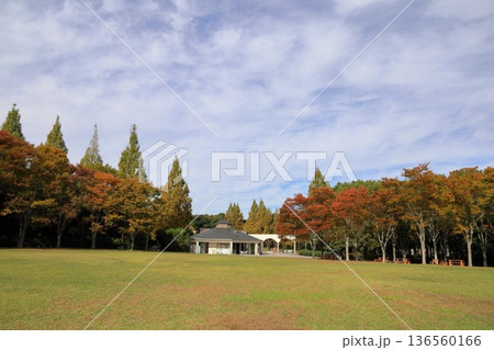 秋の公園 色づく雑木林 秋の公園 色づく雑木林 136560166