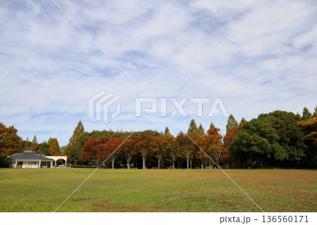 秋の公園　色づく雑木林 136560171
