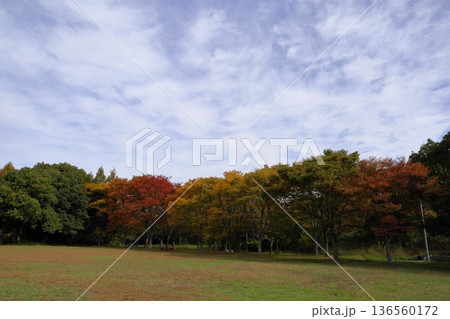 秋の公園　色づく雑木林 136560172