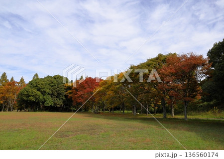 秋の公園　色づく雑木林 136560174