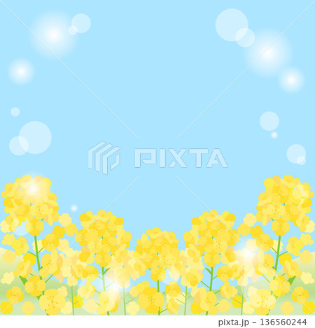 青空と日差しと菜の花畑を組み合わせた背景のイラスト　1：1バージョン 136560244