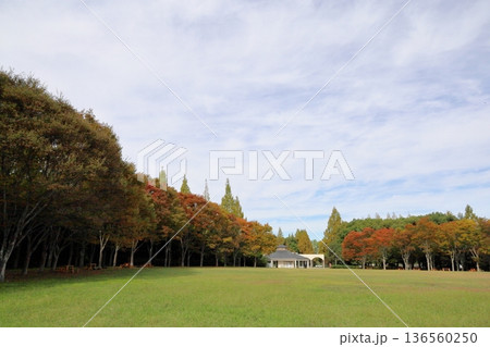 秋の公園 色づく雑木林 秋の公園 色づく雑木林 136560250