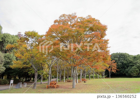 秋の公園　色づく雑木林 136560252