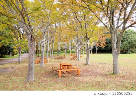 秋の公園 色づく雑木林 秋の公園 色づく雑木林 136560253