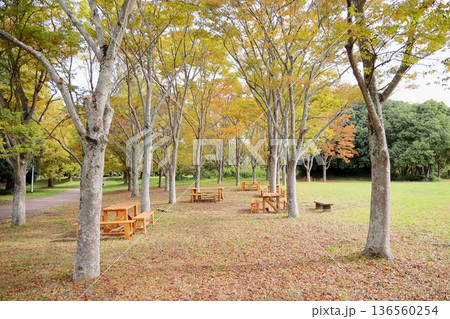 秋の公園　色づく雑木林 136560254