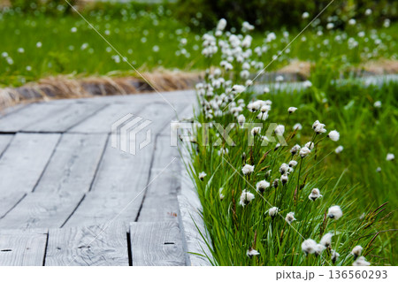 ワタスゲと木道のある風景 神仙沼自然休養林 ワタスゲと木道のある風景 神仙沼自然休養林 136560293
