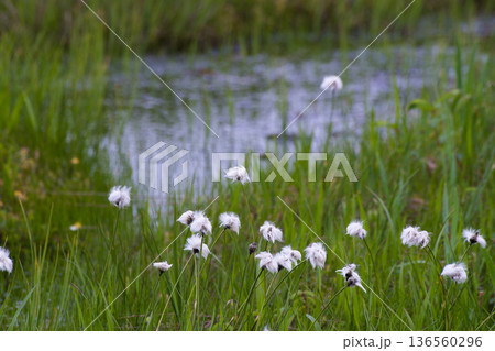 ワタスゲと池塘のある風景 神仙沼自然休養林 ワタスゲと池塘のある風景 神仙沼自然休養林 136560296
