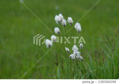 ワタスゲ 神仙沼自然休養林 ワタスゲ 神仙沼自然休養林 136560299