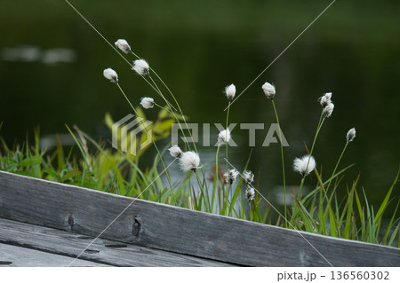 ワタスゲと木道と池塘のある風景 神仙沼自然休養林 ワタスゲと木道と池塘のある風景 神仙沼自然休養林 136560302