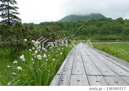 神仙沼自然休養林ワタスゲと木道のある風景 神仙沼湿原と周辺の山と森 神仙沼自然休養林ワタスゲと木道のある風景 神仙沼湿原と周辺の山と森 136560317