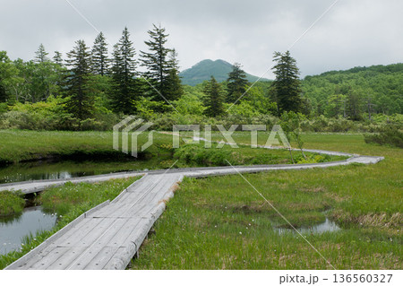 池塘と木道のある風景 神仙沼自然休養林と周辺の山と森 池塘と木道のある風景 神仙沼自然休養林と周辺の山と森 136560327