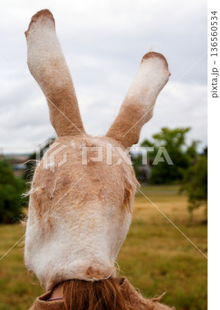 Close up back view of felted woolen rabbit hat with long ears with fluffy texture outdoors 136560534