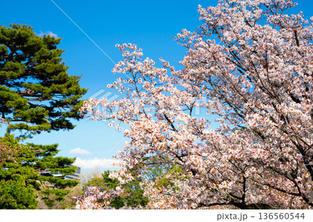 皇居外苑・千鳥ヶ淵の桜 136560544