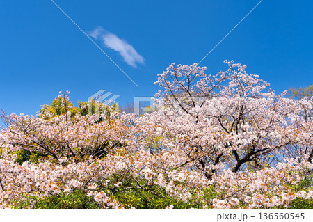 東京・国会前庭の桜 136560545