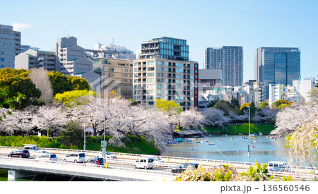 皇居外苑・千鳥ヶ淵　満開の桜が咲く東京の春 136560546