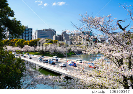 皇居外苑・千鳥ヶ淵　満開の桜が咲く東京の春 136560547