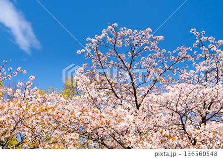 東京・国会前庭の桜 東京・国会前庭の桜 136560548
