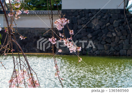 東京・皇居平川門の桜 東京・皇居平川門の桜 136560560