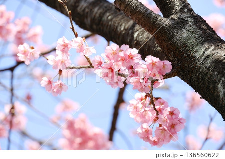 満開の彼岸桜 136560622