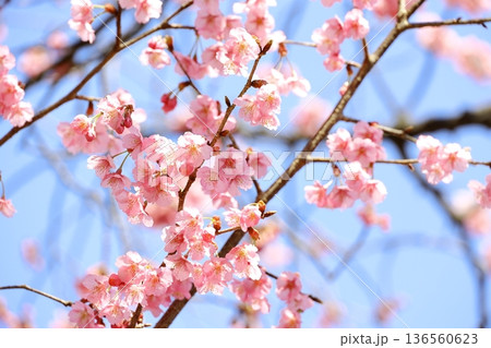 満開の彼岸桜 136560623