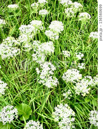 道に咲いてた白い花 136560699