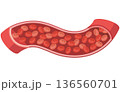 血管の中を流れる赤血球のイラスト 136560701