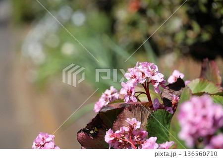 満開のヒマラヤユキノシタ 136560710