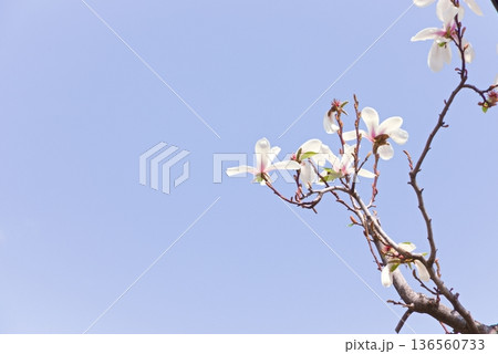 コブシの花 136560733