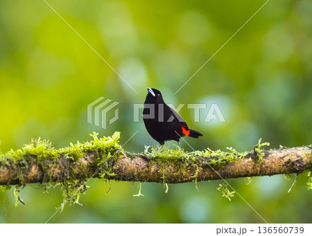 コスタリカで撮影コシアカフウキンチョウ 136560739