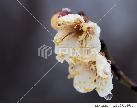 雨上がりの2月に美しく咲いた白い梅の花「冬至(トウジ)」 雨上がりの2月に美しく咲いた白い梅の花「冬至(トウジ)」 136560960