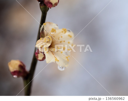 雨上がりの2月に美しく咲いた白い梅の花「冬至（トウジ）」 136560962