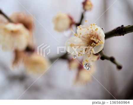 雨上がりの2月に美しく咲いた白い梅の花「冬至（トウジ）」 136560964