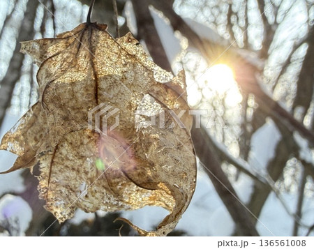 枯葉越しの朝日 136561008