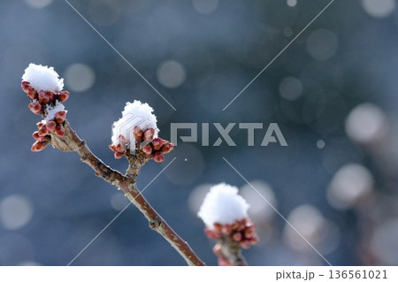 長岡梅林の梅のつぼみと積雪 136561021