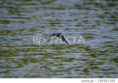 水平飛行最速のハリオアマツバメ 136561199