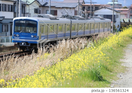 大雄山線沿いの道と電車 136561324