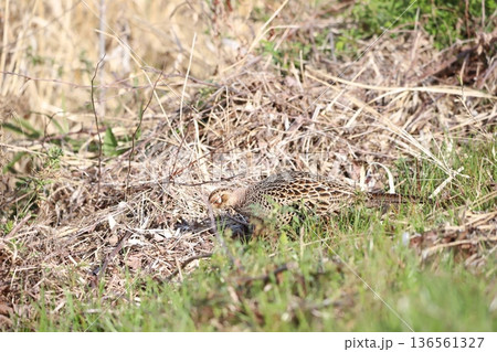草地に佇むキジの雌 136561327