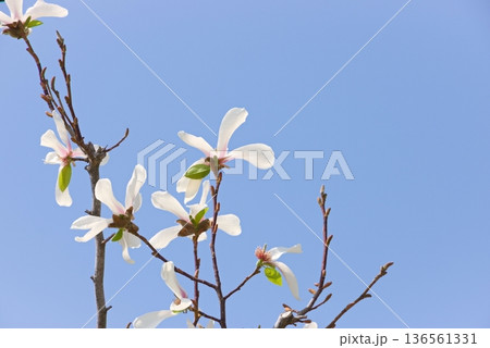 コブシの花 136561331