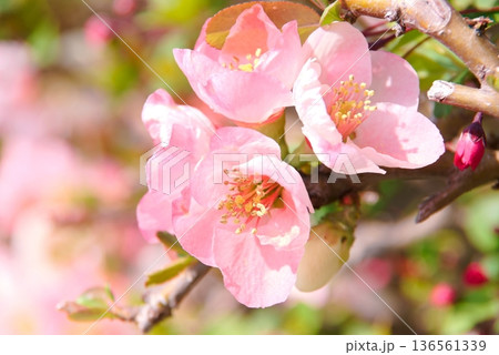 ボケのクローズアップ 136561339