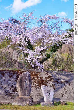 石仏と桜　新治中央運動公園　群馬県利根郡　 136561341